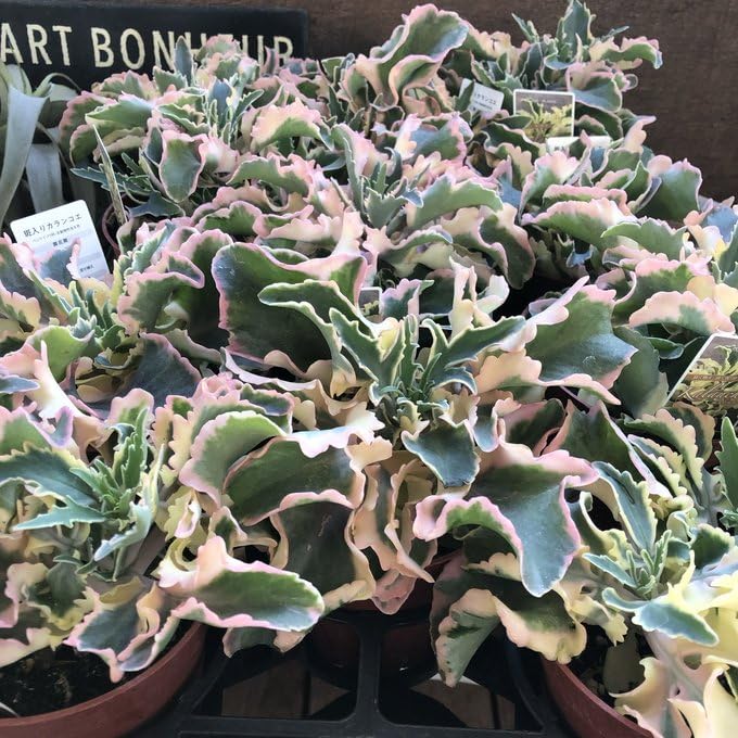 Amazon｜斑入りカランコエ ラキニアータ 4号 多肉植物 ウェーブする